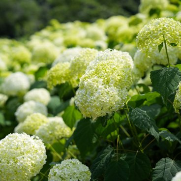 Festival des hortensias de la vallée Akigawa (Tokyo), hortensias blancs au parc Wonderful Nature Village Ajisai 