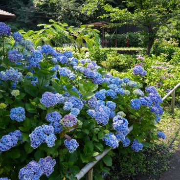 Festival des hortensias de la vallée Akigawa (Tokyo), hortensias bleus au parc Wonderful Nature Village Ajisai 
