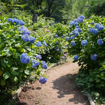 Festival des hortensias de la vallée Akigawa (Tokyo), hortensias bleus au parc Wonderful Nature Village Ajisai 2
