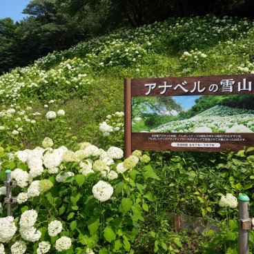 Festival des hortensias de la vallée Akigawa (Tokyo), colline aux hortensias blancs au parc Wonderful Nature Village Ajisai 