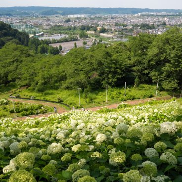 Festival des hortensias de la vallée Akigawa (Tokyo), colline aux hortensias blancs au parc Wonderful Nature Village Ajisai 3