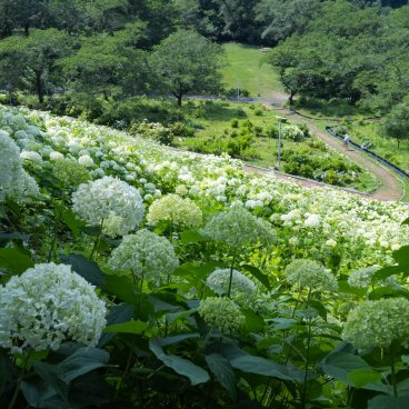 Festival des hortensias de la vallée Akigawa (Tokyo), colline aux hortensias blancs au parc Wonderful Nature Village Ajisai 4