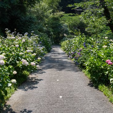 Festival des hortensias de la vallée Akigawa (Tokyo), allée d'hortensias en fleurs au parc Wonderful Nature Village Ajisai