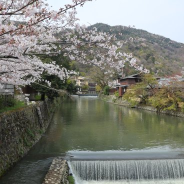 Arashiyama (Kyoto), vue sur les sakura en fleurs au bord de la rivière Katsura