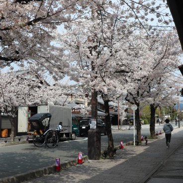 Arashiyama (Kyoto), floraison des cerisiers le long de la rue commerçante principale