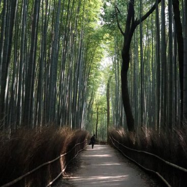 Arashiyama (Kyoto), forêt de bambous de Sagano