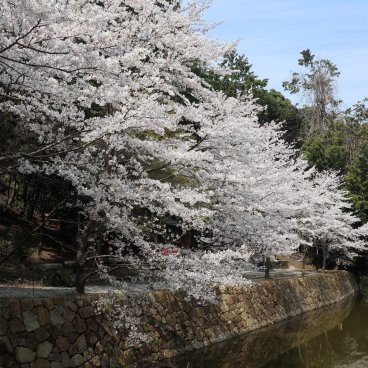 Arashiyama (Kyoto), vue sur les sakura en fleurs au bord de la rivière Katsura 2