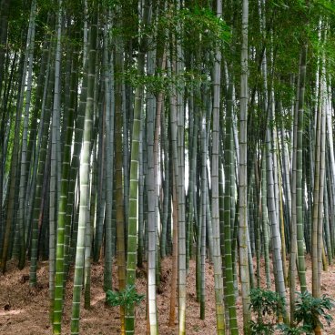 Arashiyama (Kyoto), forêt de bambous du temple Adashino Nenbutsu-ji
