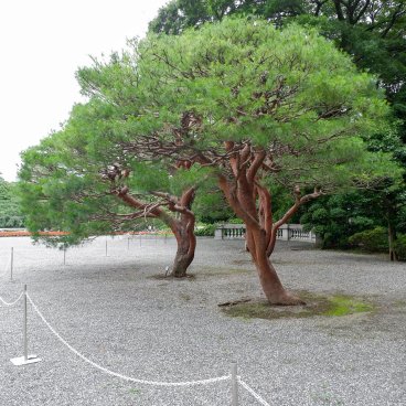 Palais d'Akasaka (Tokyo), Pins japonais dans la cour du palais