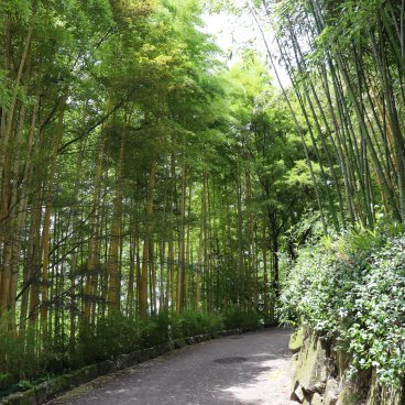 Take no Michi (Muko), Chemin traversant la bambouseraie