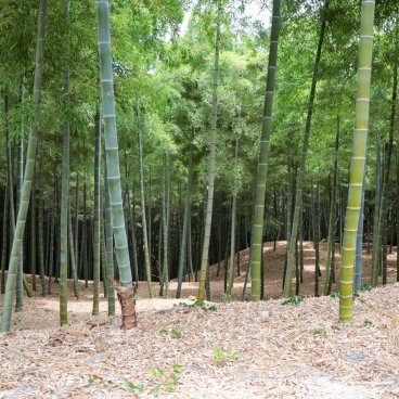 Take no Michi (Muko), Vue sur les plantations de bambous du jardin Rakusai Bamboo Park