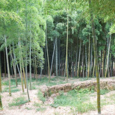 Take no Michi (Muko), Vue sur les plantations de bambous du jardin Rakusai Bamboo Park 2
