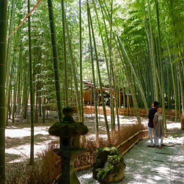 Kamakura, forêt de bambous du temple Hokoku-ji