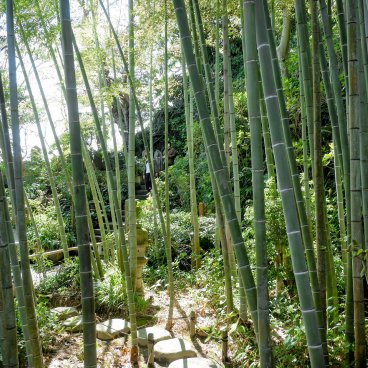 Kamakura, forêt de bambous du temple Hase-dera