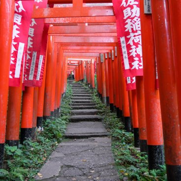 Kamakura, tunnel de Torii rouges du sanctuaire Sasuke Inari-jinja