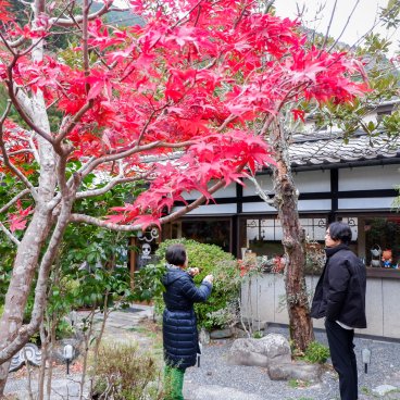 Ebisuya (Minobu), Érable rouge dans le jardin de la maison traditionnelle Ebisuya en automne