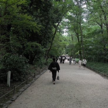 Tadasu no Mori (Kyoto), allée dans la forêt en été