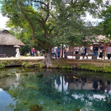 Oshino Hakkai (Fujiyoshida), Étang sous un arbre et panneau d'interdiction de jeter des pièces
