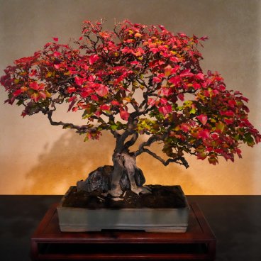 Musée d'art du bonsaï d'Omiya (Saitama), Bonsaï exposé dans la galerie intérieure 2