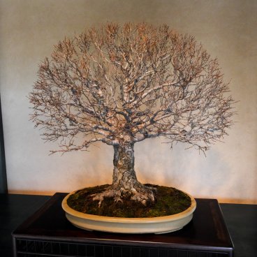 Musée d'art du bonsaï d'Omiya (Saitama), Bonsaï kanju représentant l'hiver exposé dans la galerie intérieure