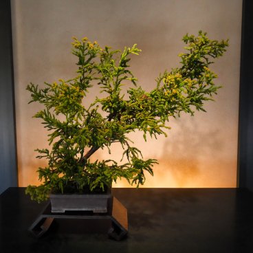 Musée d'art du bonsaï d'Omiya (Saitama), Bonsaï vert et jaune exposé dans la galerie intérieure