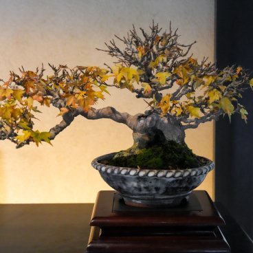 Musée d'art du bonsaï d'Omiya (Saitama), Bonsaï d'érable aux feuilles jaunes exposé dans la galerie intérieure