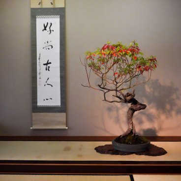 Musée d'art du bonsaï d'Omiya (Saitama), Bonsaï exposé dans la galerie intérieure
