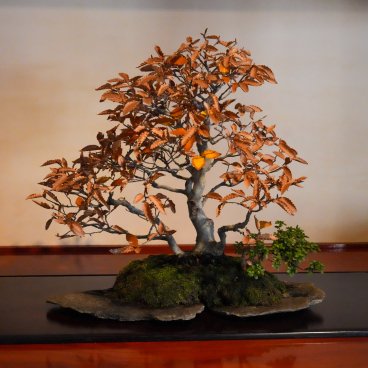 Musée d'art du bonsaï d'Omiya (Saitama), Bonsaï aux feuilles orangées exposé dans la galerie intérieure