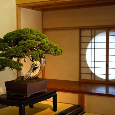 Musée d'art du bonsaï d'Omiya (Saitama), Bonsaï de pin goyo-matsu exposé dans la galerie intérieure