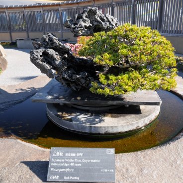 Musée d'art du bonsaï d'Omiya (Saitama), Pin japonais goyo-matsu exposé dans le jardin de bonsaï en automne