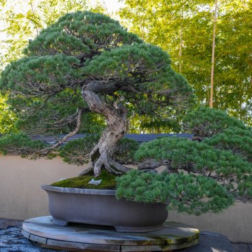Musée d'art du bonsaï d'Omiya (Saitama), Grand bonsaï de pin japonais exposé dans le jardin de bonsaï en automne