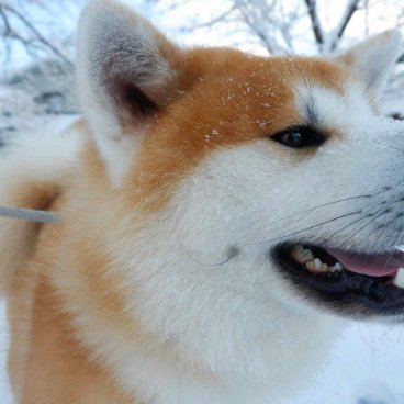 Kakunodate, chien de race akita-inu en promenade par temps de neige