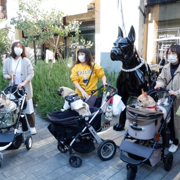Yokohama, propriétaires de chien de race bouledogue en poussette devant une boutique dédiée