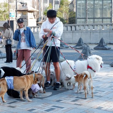 Tokyo, dog sitter en promenade de chiens de plusieurs races
