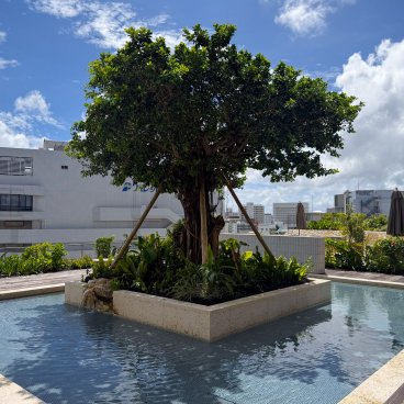 The Royal Park Hotel Iconic Naha (Okinawa), arbre Gajumaru et son bassin en extérieur