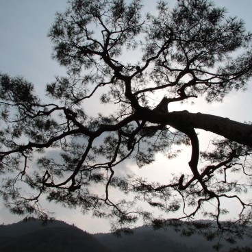 Arashiyama (Kyoto), pin dans le ciel