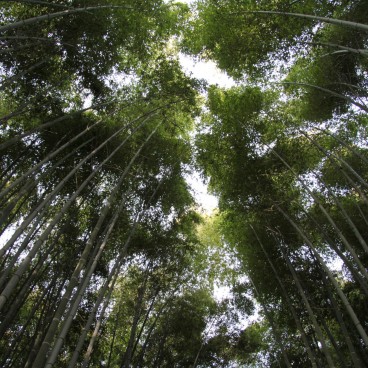 Arashiyama (Kyoto), bambouseraie 2