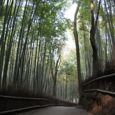 Arashiyama (Kyoto), bambouseraie