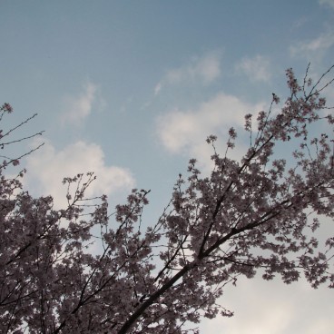 Arashiyama (Kyoto), cerisier en fleurs