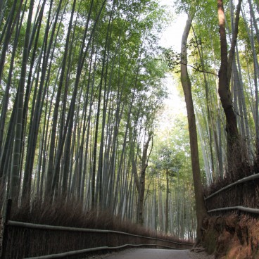 Forêt de bambous d'Arashiyama à Kyoto, Sentier entre les arbres 3