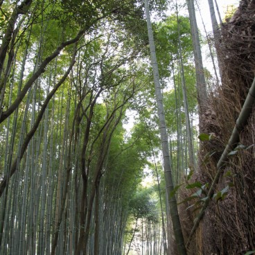 Forêt de bambous d'Arashiyama à Kyoto, Sentier entre les arbres et groupe de touristes