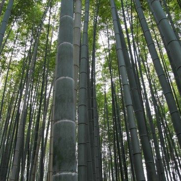 Forêt de bambous d'Arashiyama à Kyoto 7