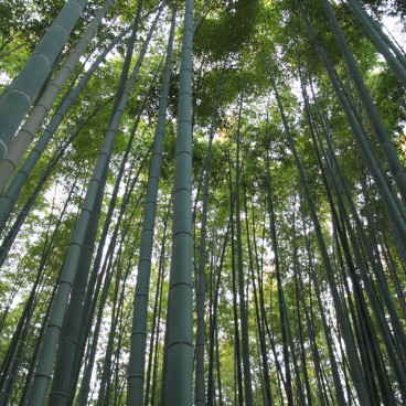Forêt de bambous d'Arashiyama à Kyoto 8