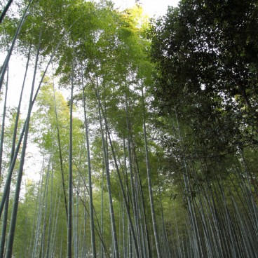 Forêt de bambous d'Arashiyama à Kyoto 9