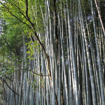 Forêt de bambous d'Arashiyama à Kyoto 2