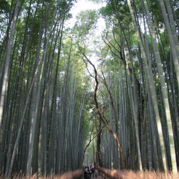 Forêt de bambous d'Arashiyama à Kyoto 4