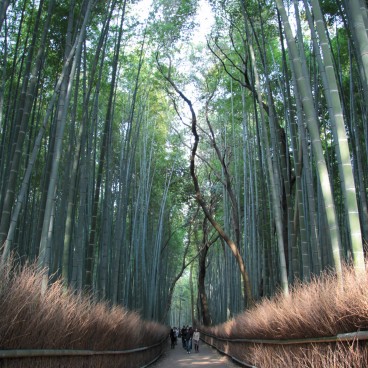 Forêt de bambous d'Arashiyama à Kyoto, Sentier entre les arbres