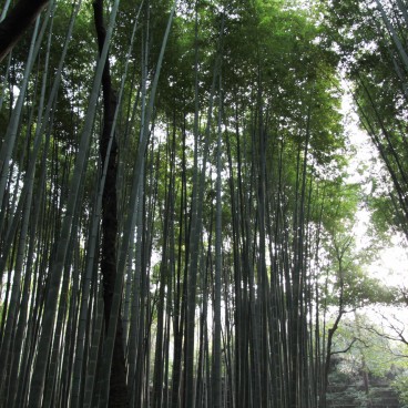 Forêt de bambous d'Arashiyama à Kyoto 5