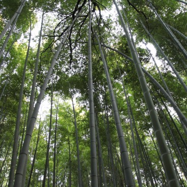 Forêt de bambous d'Arashiyama à Kyoto