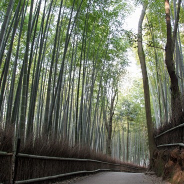 Forêt de bambous d'Arashiyama à Kyoto, Sentier entre les arbres 2